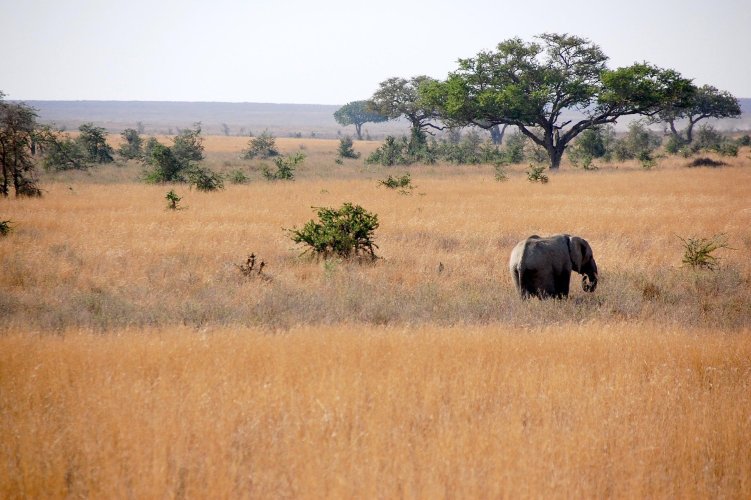 Safari w Tanzanii